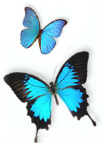 bluebutterfliesflip.jpg