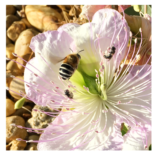 Colette and Carder bees in a caper flower