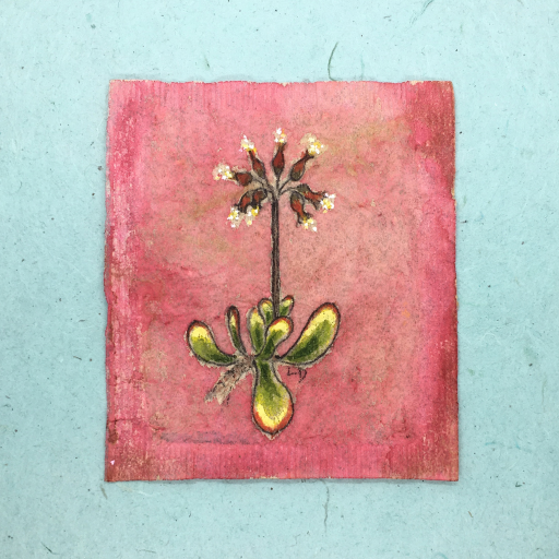 cotyledon_rework.jpg