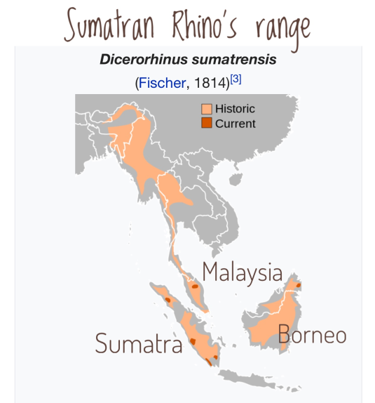 sumatranrhinorange.jpg